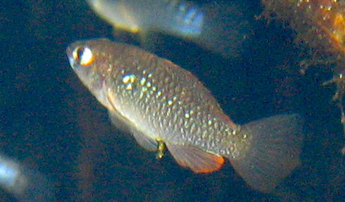 Rainwater killifish